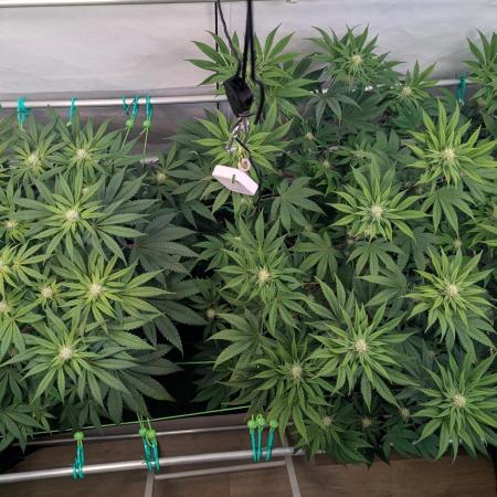 Biscotti Gelato & Papayton in Flo