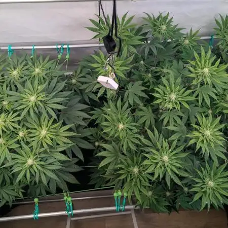 Biscotti Gelato & Papayton in Flo