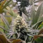 Biscotti Gelato & Papayton in Flo