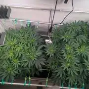 Fastbuds - Biscotti Gelato & Papayton