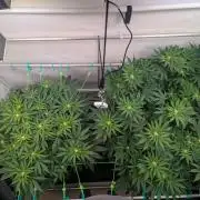 Biscotti Gelato & Papayton in Flo