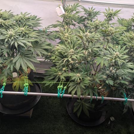 Biscotti Gelato & Papayton in Flo