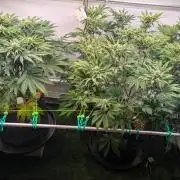 Biscotti Gelato & Papayton in Flo