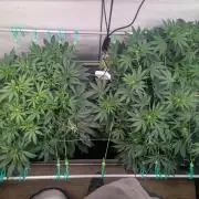 Biscotti Gelato & Papayton in Flo