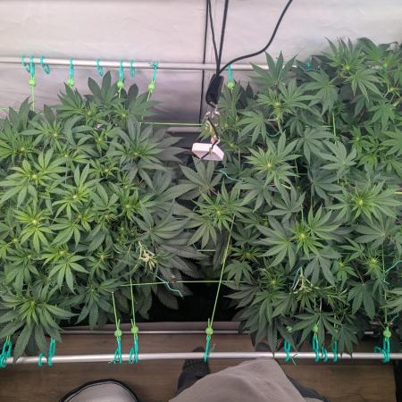 Biscotti Gelato & Papayton in Flo