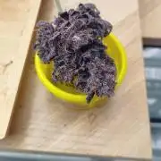 Sour Fruit Tartare - Dutch Passion