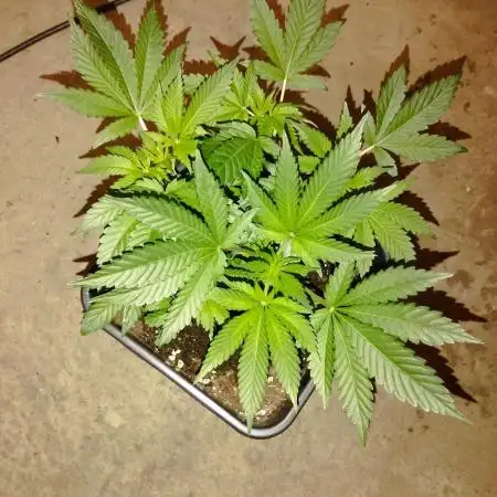 PMK (tester) - Dutch Passion