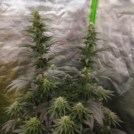 Bruce Lemon Diesel - SSSC