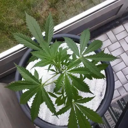 Auto Black Opium - Divine Seeds
