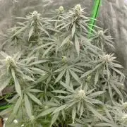 Cookies Haze - Kannabia