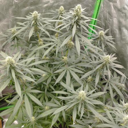 Cookies Haze - Kannabia