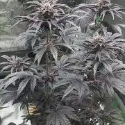 Fruit Tartare - SSSC