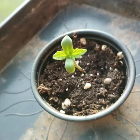 Auto Black Opium - Divine Seeds