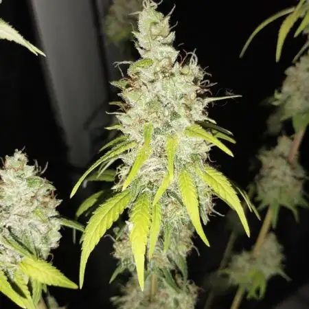 Purple Mango Kush - Delicious Seeds