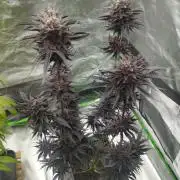 Fruit Tartare - SSSC