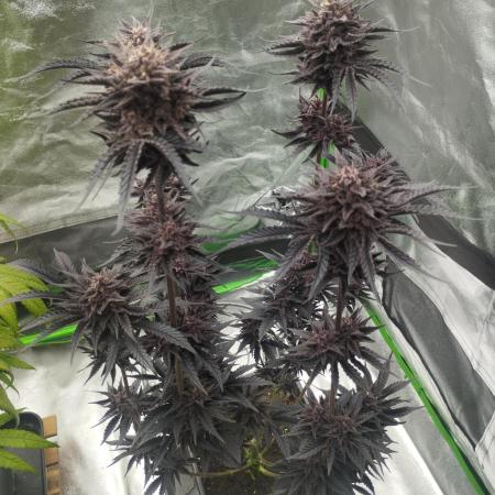 Fruit Tartare - SSSC