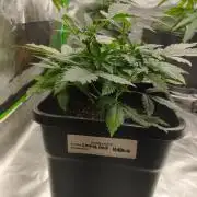 Cookies Haze - Kannabia