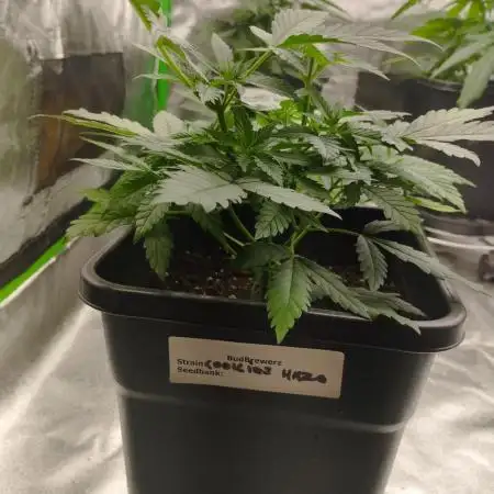 Cookies Haze - Kannabia