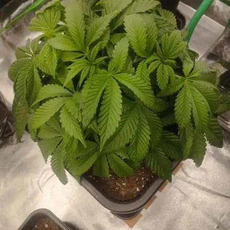 A1 (tester) - Dutch Passion