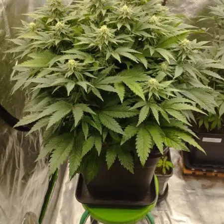 White Widow -Kera Seeds