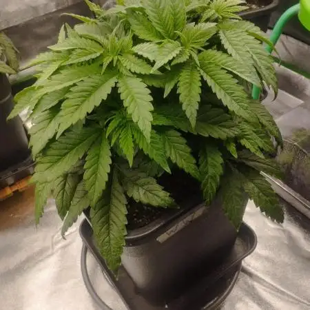 White Widow -Kera Seeds