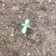 A1 tester / Dutch Passion