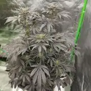 A1 (tester) - Dutch Passion