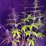 Purple Mango Kush - Delicious Seeds