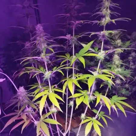 Purple Mango Kush - Delicious Seeds