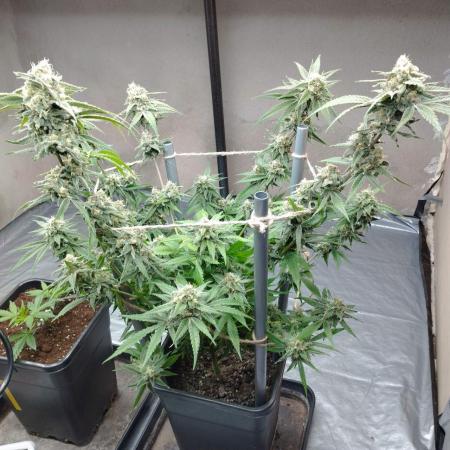 Rootball reveal - Budbrewerz - GG4 Sherb