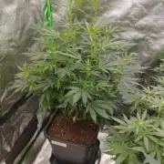 PMK (tester) - Dutch Passion