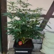 Cookies Haze - Kannabia