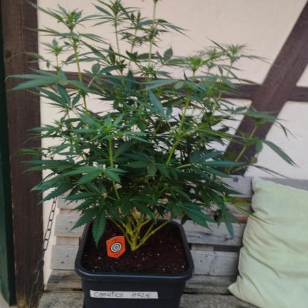 Cookies Haze - Kannabia
