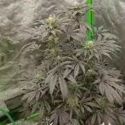 A1 (tester) - Dutch Passion
