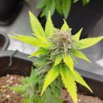 Apricot Auto / Fast Buds