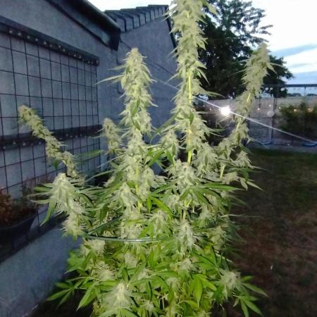 PMK (tester) - Dutch Passion