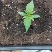 White Widow -Kera Seeds