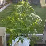 Auto Black Opium - Divine Seeds