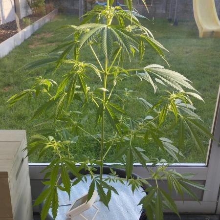 Auto Black Opium - Divine Seeds
