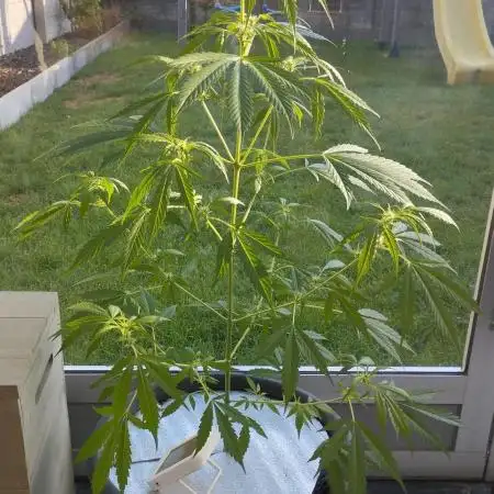 Auto Black Opium - Divine Seeds