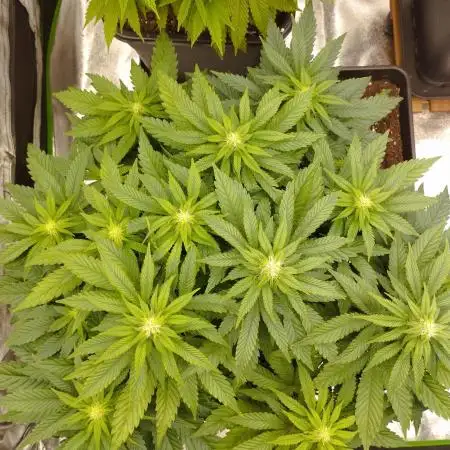 White Widow -Kera Seeds