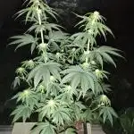 Bruce Lemon Diesel - SSSC