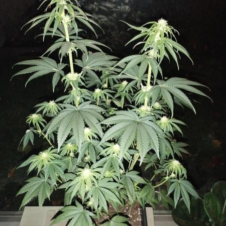 Bruce Lemon Diesel - SSSC