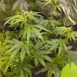 Fruit Tartare - SSSC