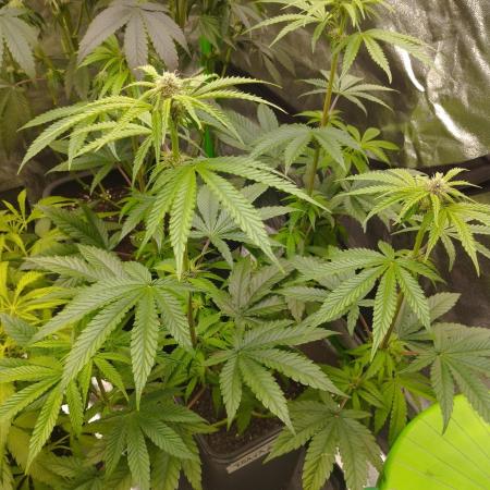 Fruit Tartare - SSSC