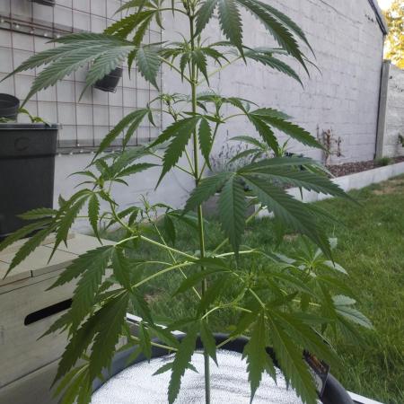 Auto Black Opium - Divine Seeds