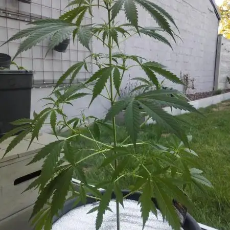 Auto Black Opium - Divine Seeds