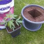 Auto Black Opium - Divine Seeds
