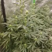 PMK (tester) - Dutch Passion