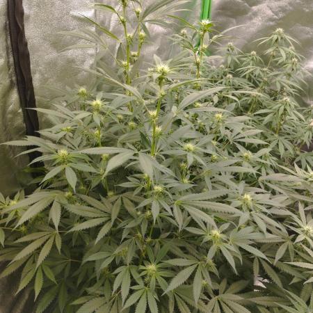 PMK (tester) - Dutch Passion